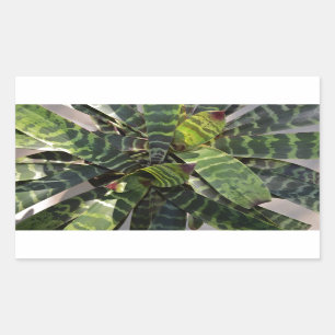 Vriesea Splendens Bromeliad Plant Striped Leaves Rechthoekige Sticker