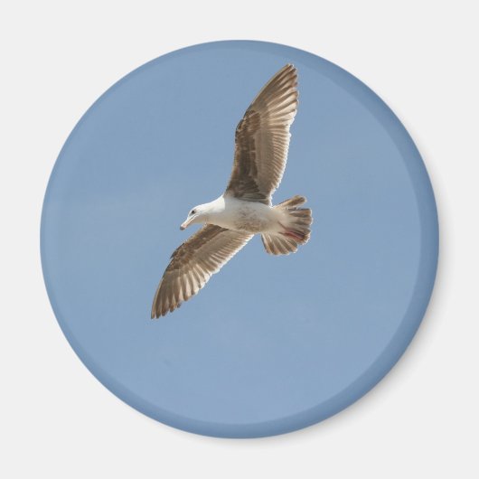 Vrij als vogel (Vliegende zeeman) Magneet (Voorkant)