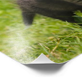 Vrij Baby kauwvos Rood Foto Afdruk (Hoek)