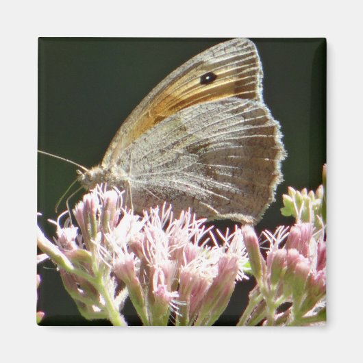 Vrij grote vlinder magneet (Voorkant)