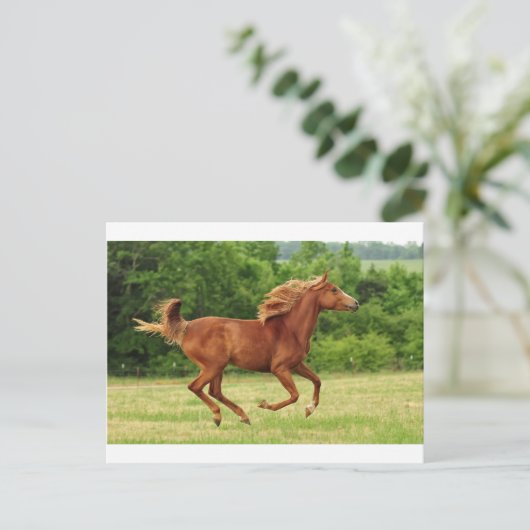 Vrij lopen briefkaart (Staand voorkant)