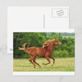 Vrij lopen briefkaart (Voorkant / Achterkant)