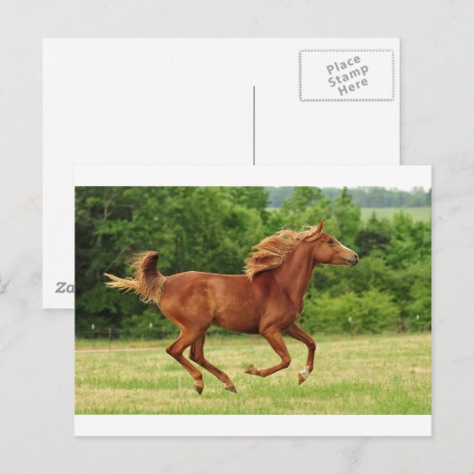 Vrij lopen briefkaart (Voorkant / Achterkant)