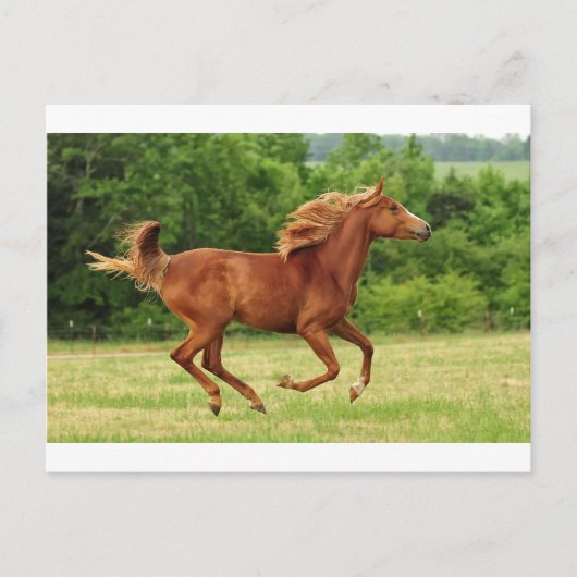 Vrij lopen briefkaart (Voorkant)