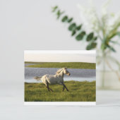 Vrij lopen briefkaart (Staand voorkant)