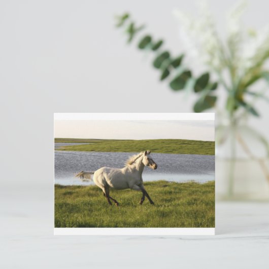 Vrij lopen briefkaart (Staand voorkant)