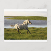 Vrij lopen briefkaart (Voorkant)