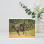 Vrij lopen briefkaart (Staand voorkant)