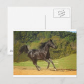 Vrij lopen briefkaart (Voorkant / Achterkant)