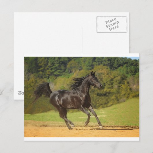 Vrij lopen briefkaart (Voorkant / Achterkant)