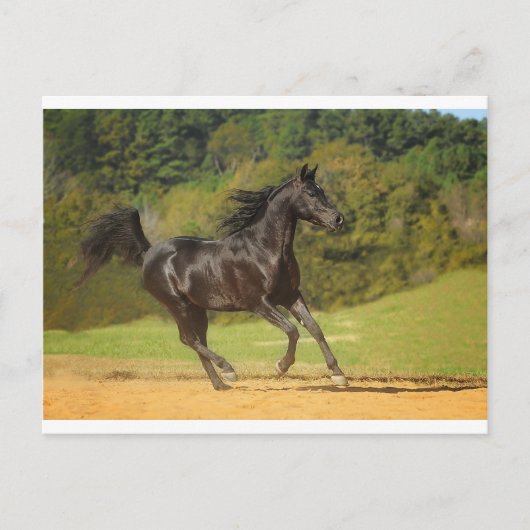 Vrij lopen briefkaart (Voorkant)