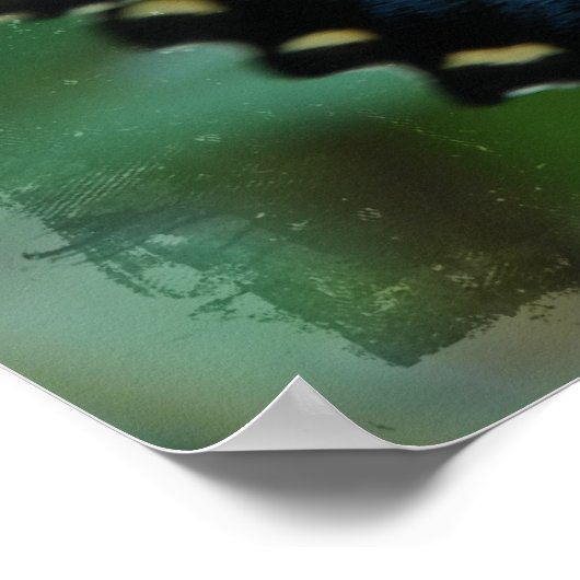 Vrij van vlinderbloemige Posters afdrukken (Hoek)