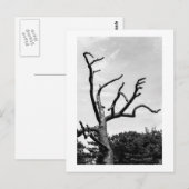 vrije boom briefkaart (Voorkant / Achterkant)