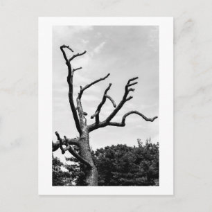 vrije boom briefkaart