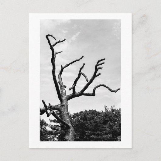 vrije boom briefkaart (Voorkant)