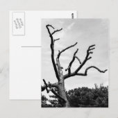 vrije boom briefkaart (Voorkant / Achterkant)