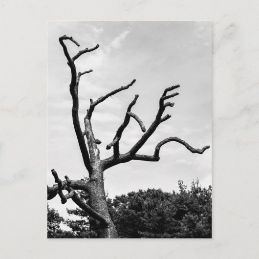 vrije boom briefkaart (Voorkant)