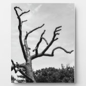 vrije boom fotoplaat (Voorkant)