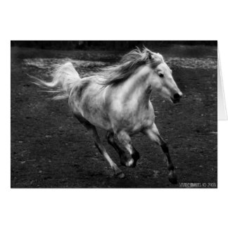 Vrije Waaier Joy van Sande Elkins