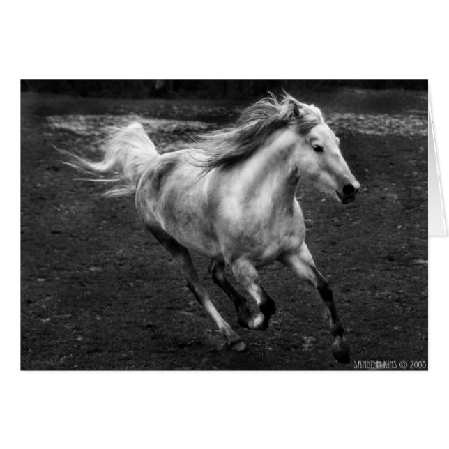 Vrije Waaier Joy van Sande Elkins (Voorkant Horizontaal)