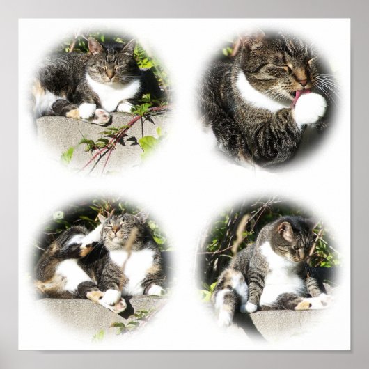 Vrijetijdsduur van een kat-collage afdrukken poster (Voorkant)