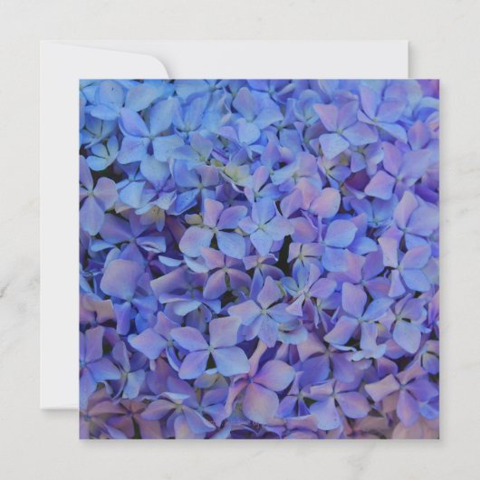 vrijgezellenfeest Blue Hydrangea Kaart (Achterkant)