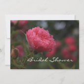 Vrijgezellenfeest van Florence, roze wilde rozen b Kaart (Achterkant)