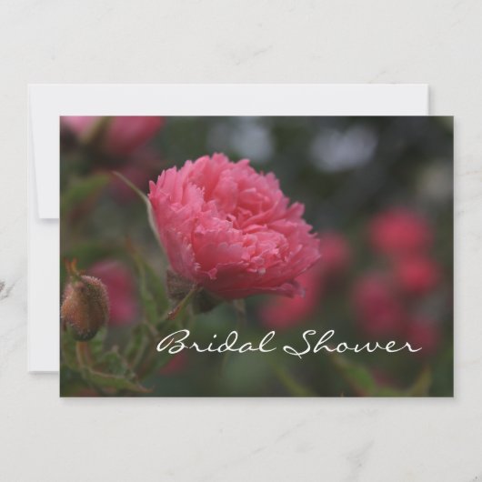 Vrijgezellenfeest van Florence, roze wilde rozen b Kaart (Achterkant)