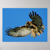 Vrijheid van de met roodstaartstaartvis poster (Voorkant)