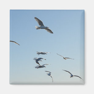 Vrijheid Zwevende Meeuwen Vliegend Blauwe Lucht Ku Magneet