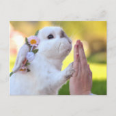 Vrijstelling van het bunny briefkaart (Voorkant)