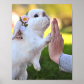 Vrijstelling van het bunny poster (Voorkant)