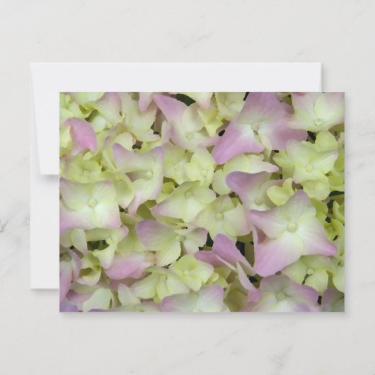 Vrijwel roze hydrangea — Aankondiging van nieuw ad (Achterkant)