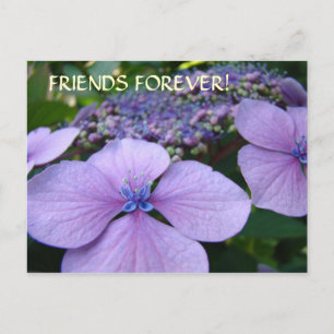 VRINDEN VOOR ALTIJD! Postkaart Hortensia Bloemen K