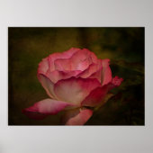 Vroege Avondroos Poster (Voorkant)