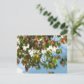 Vroege herfst - Maple  Briefkaart (Staand voorkant)