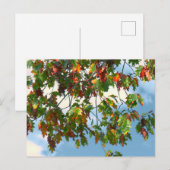 Vroege herfst - Maple  Briefkaart (Voorkant / Achterkant)