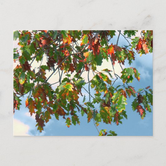 Vroege herfst - Maple  Briefkaart (Voorkant)