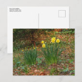 Vroege lentaffodils briefkaart (Voorkant / Achterkant)
