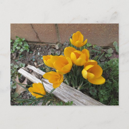 Vroege lentbloemen briefkaart (Voorkant)