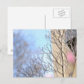 Vroege lentboom briefkaart (Voorkant / Achterkant)