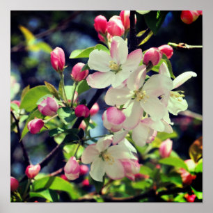 Vroege Lente Appelbloesem 3 Close-up Poster