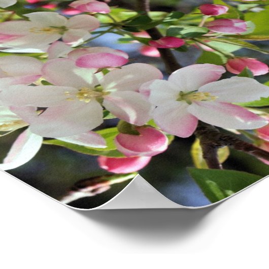 Vroege lente appelbloesems Abstract Poster (Hoek)