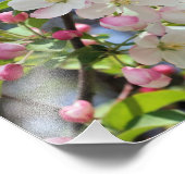 Vroege lente Apple Blossoms Close Up 8x8 Foto Afdruk (Hoek)