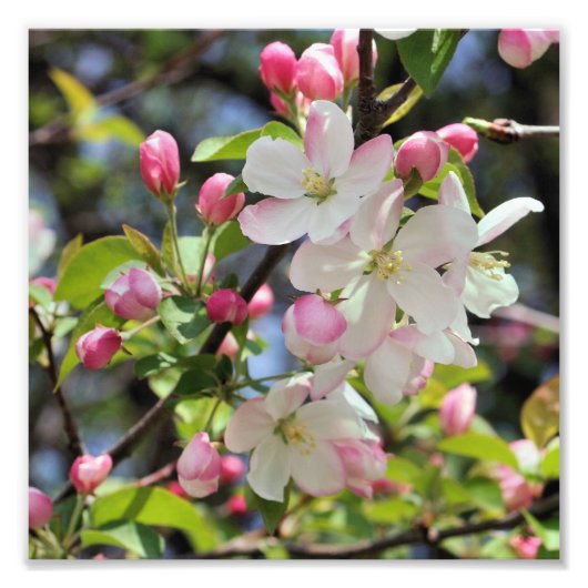 Vroege lente Apple Blossoms Close Up 8x8 Foto Afdruk (Voorkant)