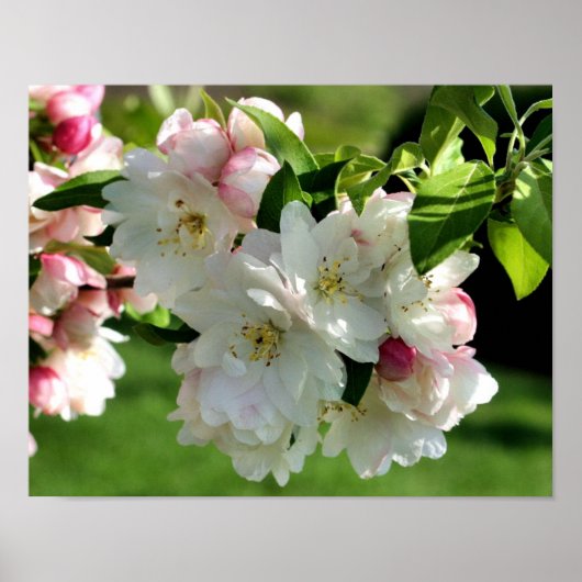 Vroege Lente Bloem Appelbloesems 2 Poster (Voorkant)
