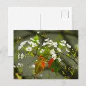 Vroege lente briefkaart (Voorkant / Achterkant)