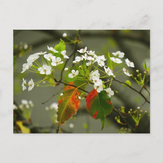 Vroege lente briefkaart (Voorkant)