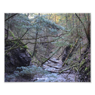 Vroege lente in het bos. Fotoprint Foto Afdruk