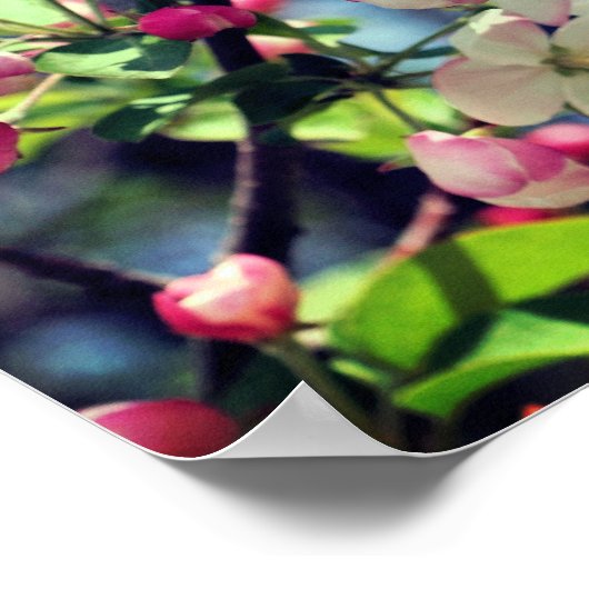 Vroege lenteskrabappe bloesems 3 Sluiten op Poster (Hoek)